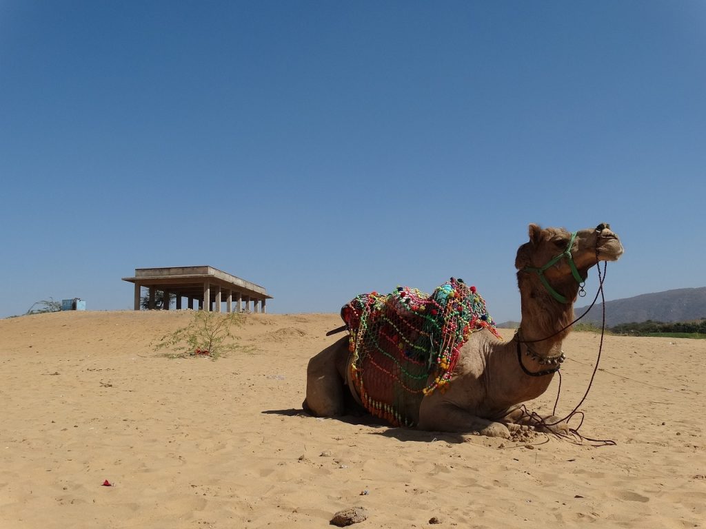 Top 8 places to visit in Pushkar